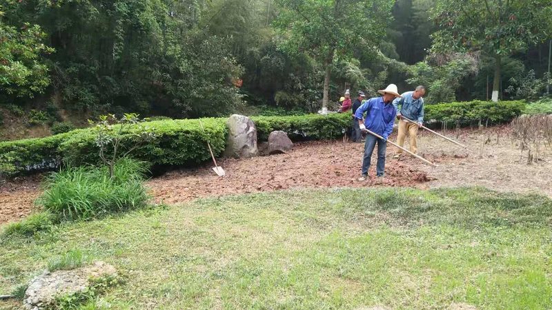 市政道路绿化防寒：关键措施与规范解读**