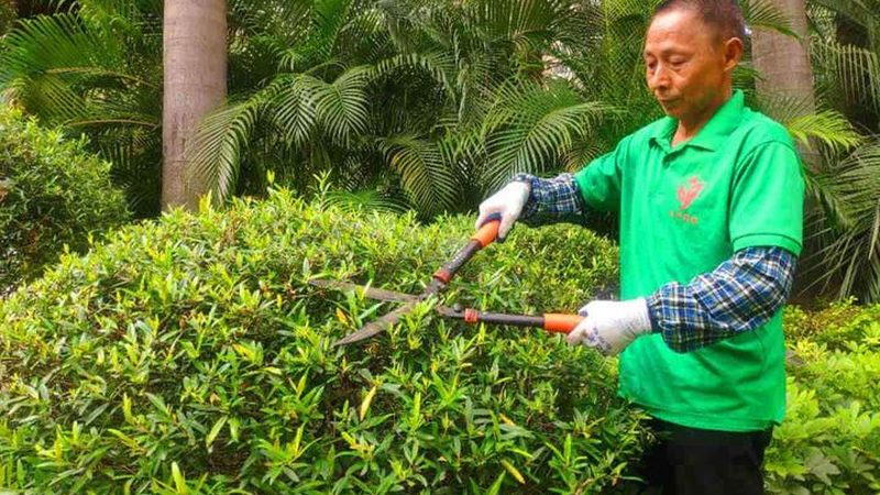 北京道路绿化养护公司对比：如何选择专业可靠的服务