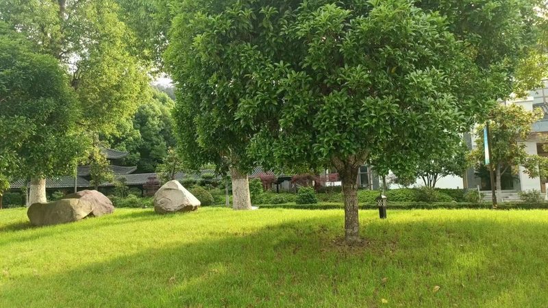 园林绿化苗木种植与荒山造林的异同解析**